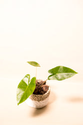 Alocasia golden new guenia
